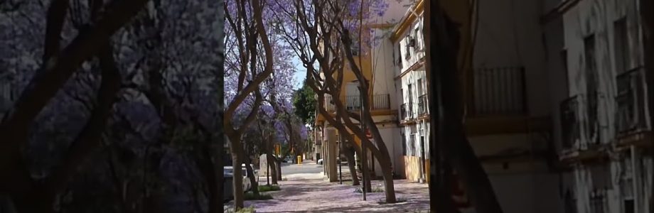 evaluación de raíces invasivas